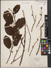 Foto von Salix caprea L.